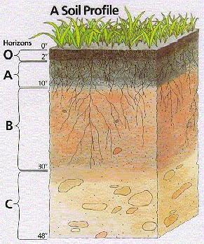 Soil profile.