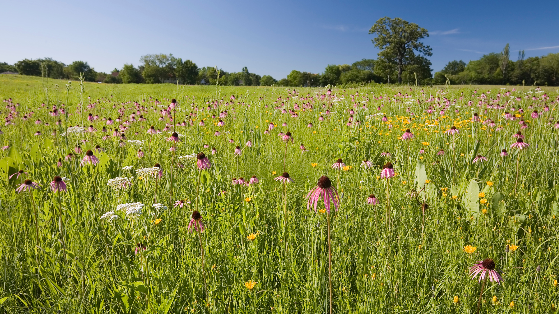 IDOT aims to increase the use of native grass in its right-of-way areas, as native vegetation is adapted to the local climate, including summer drought, and supports greater biodiversity, including wildlife and insect pollinators.