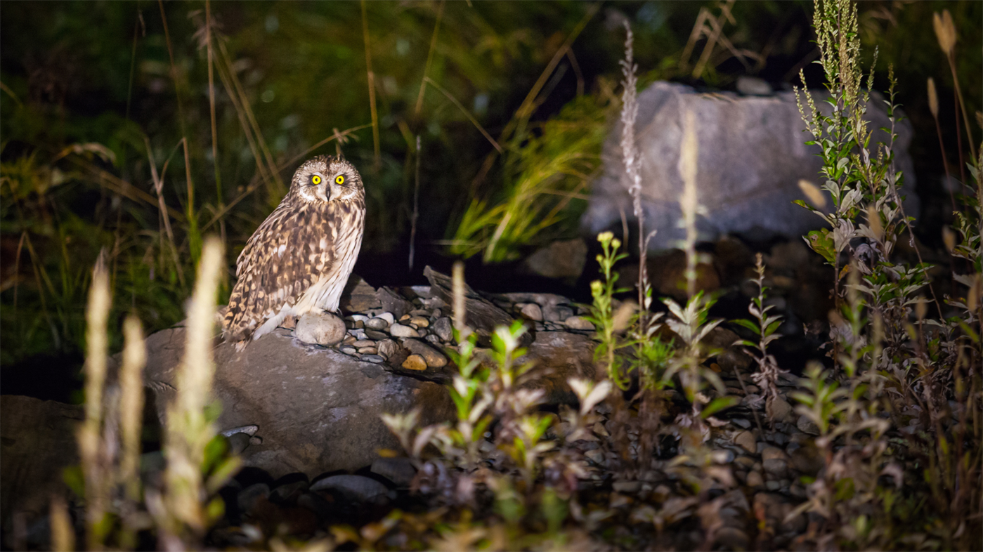 Threatened and endangered species, such as the short-eared owl shown above, are protected by the federal Endangered Species Act and the National Environmental Policy Act as well as the Illinois Endangered Species Protection Act.