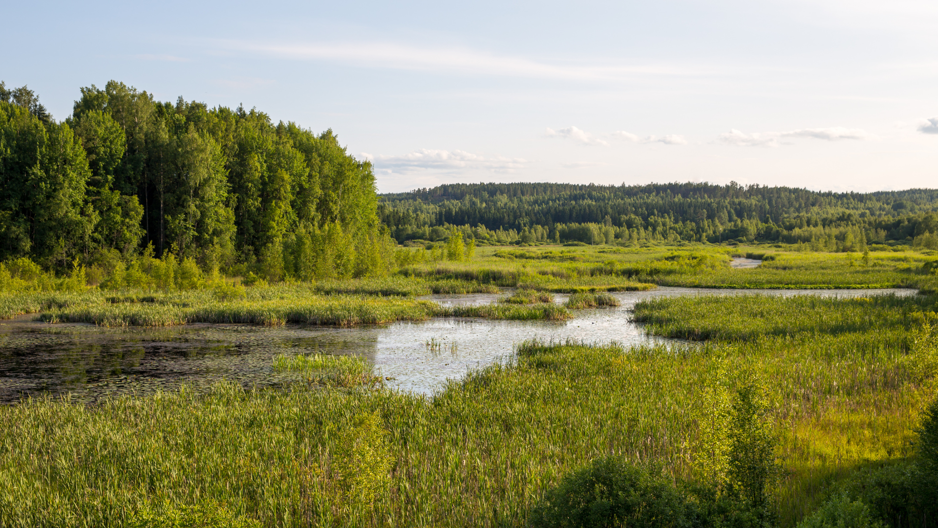 Wetlands have valuable environmental benefits such as providing habitats for animals and plants, flood protection and erosion control, among other benefits.