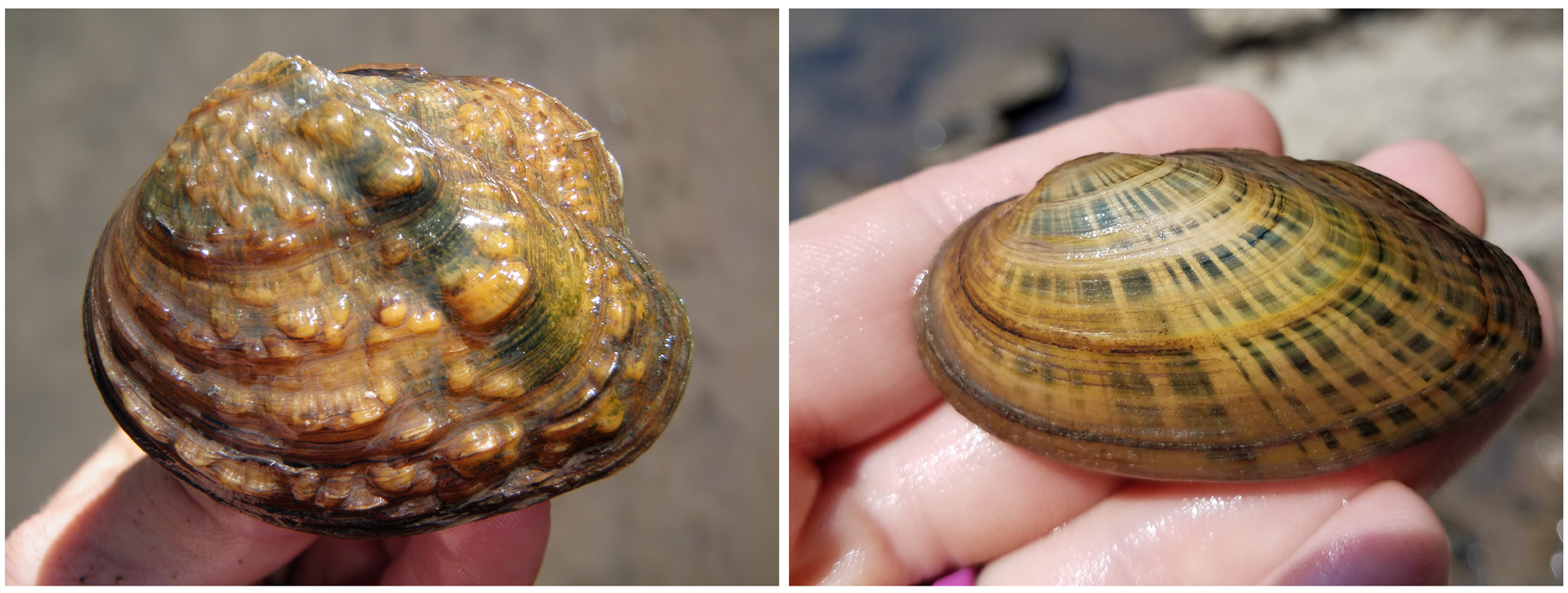 The&amp;amp;amp;amp;nbsp;Monkeyface mussel (left) and the Rainbow mussel (right), both listed as endangered species in Illinois, symbolize the critical need for conservation efforts amidst infrastructure expansion.&amp;amp;amp;amp;nbsp; Photos by Alison Stodola and Rachel Vinsel.