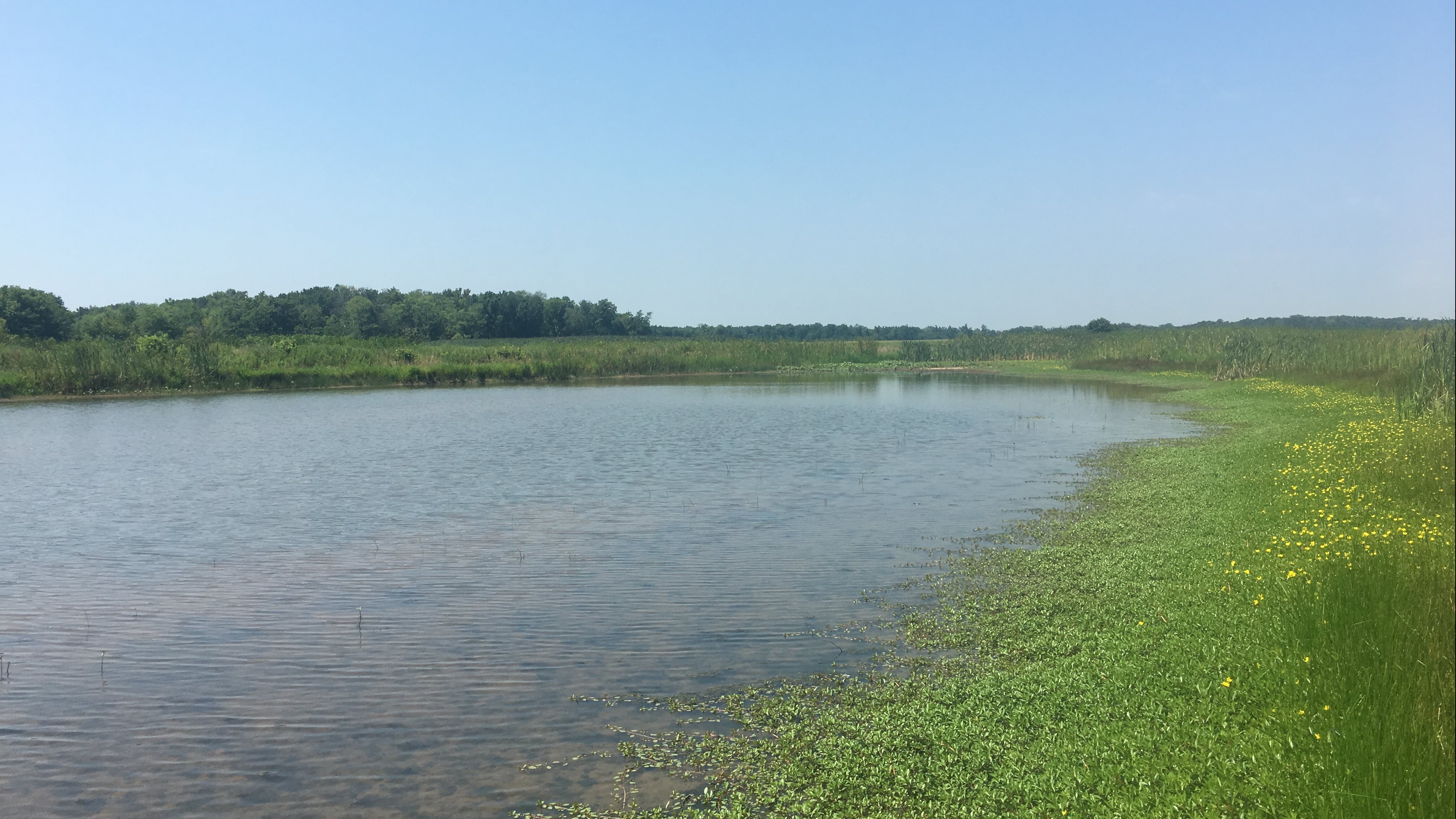 Provided by Kimberly Burkwald.&amp;amp;amp;amp;amp;nbsp;Wetlands have valuable environmental benefits such as providing habitats for animals and plants, flood protection and erosion control, among other benefits.