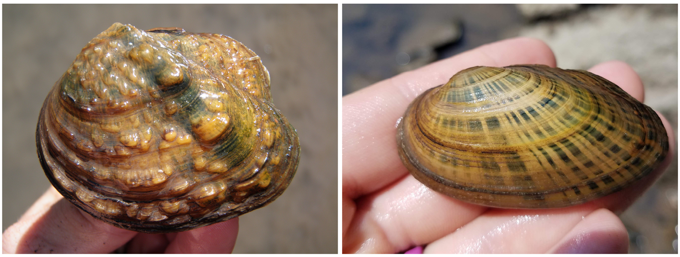 Photos by Alison Stodola and Rachel Vinsel. Threatened and endangered species, such as the monkeyface mussel and rainbow mussel (from left), are protected by the federal Endangered Species Act and the National Environmental Policy Act as well as the Illinois Endangered Species Protection Act.