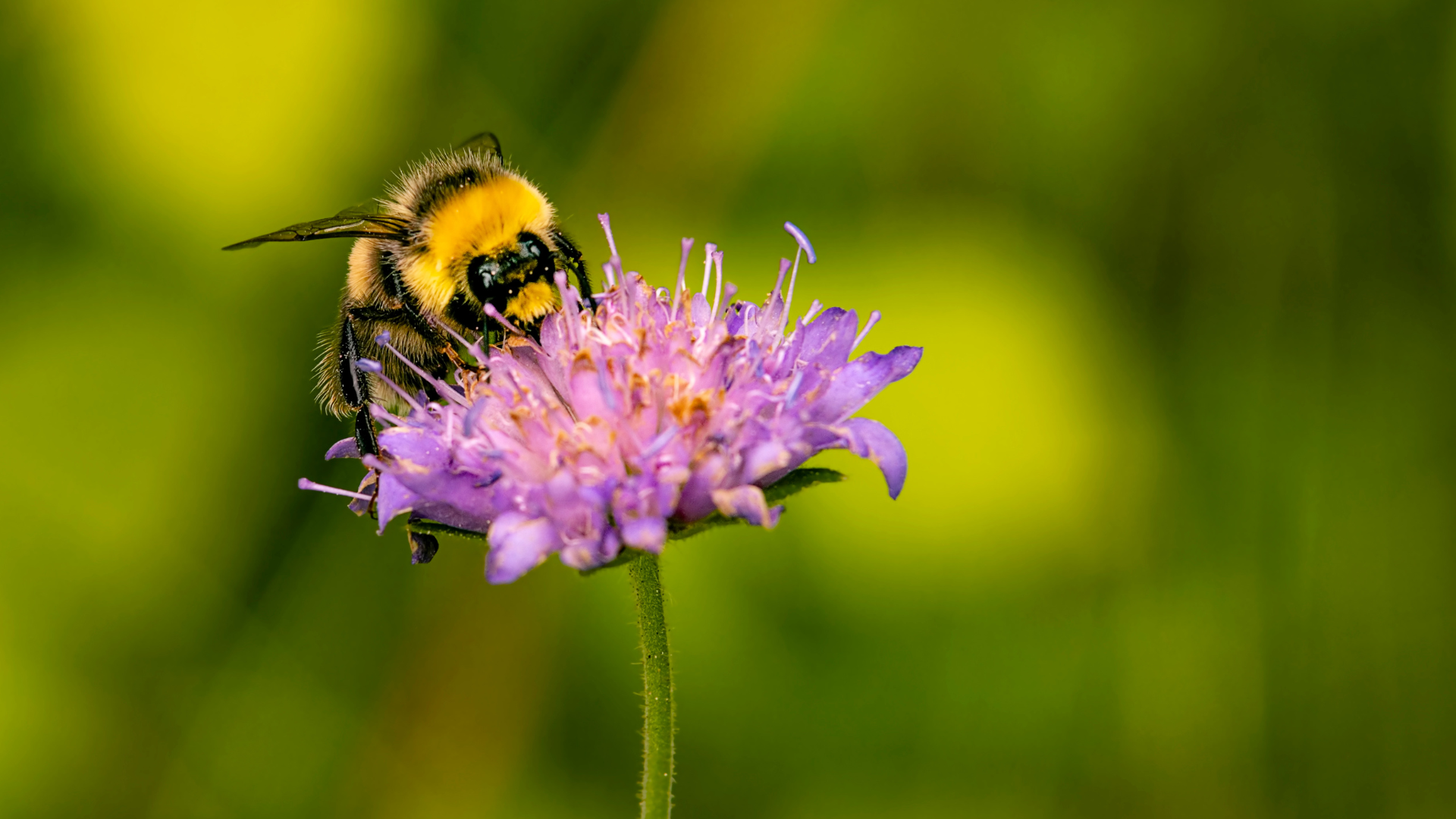 The rusty patched bumblebee has been listed as federally endangered since 2017.