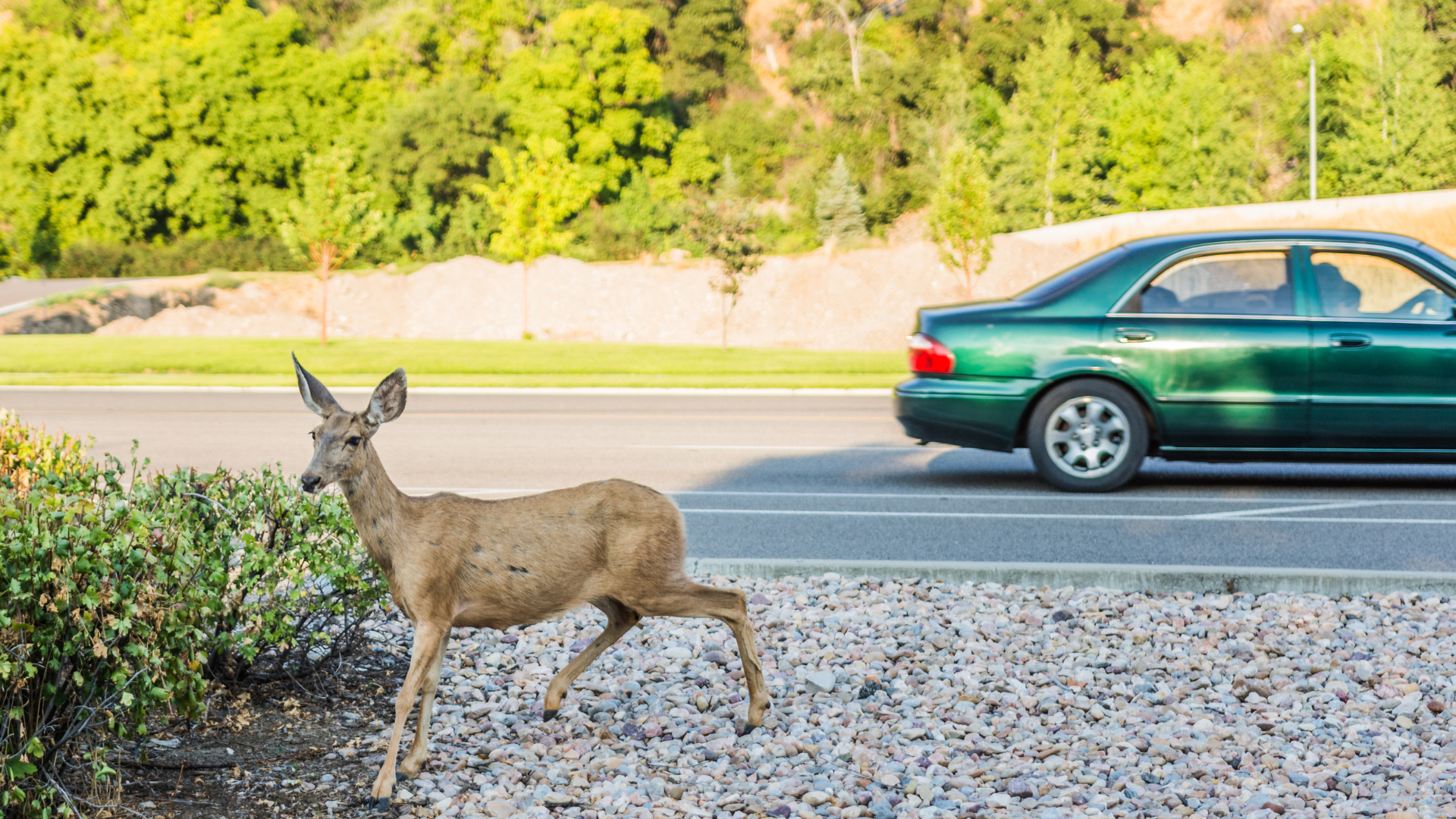 In 2020, there were approximately 14,500 crashes involving deer in Illinois, with 96% resulting in damage to property or vehicles, according to the Illinois Department of Transportation.